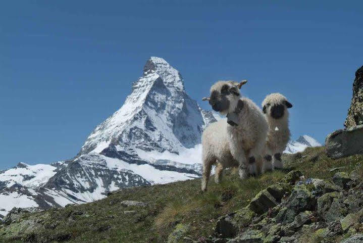 Apartment Balma 3 Rooms Zermatt Ngoại thất bức ảnh